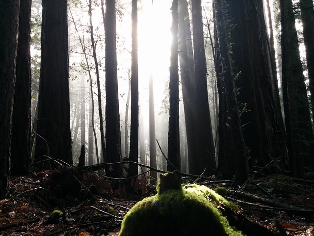 A Magical Morning in the Redwood Rainforest