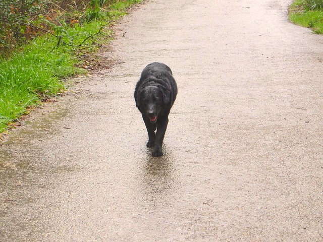 Tiny Labrador refuses her raincoat