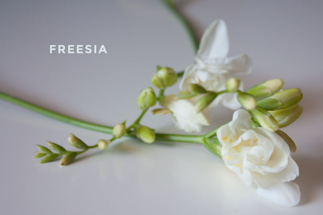 freesia-2