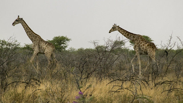 NAMIBIA & KRUGER por libre: 21 días Very WILD - Blogs de Africa Sur - Parque Nacional ETOSHA (41)