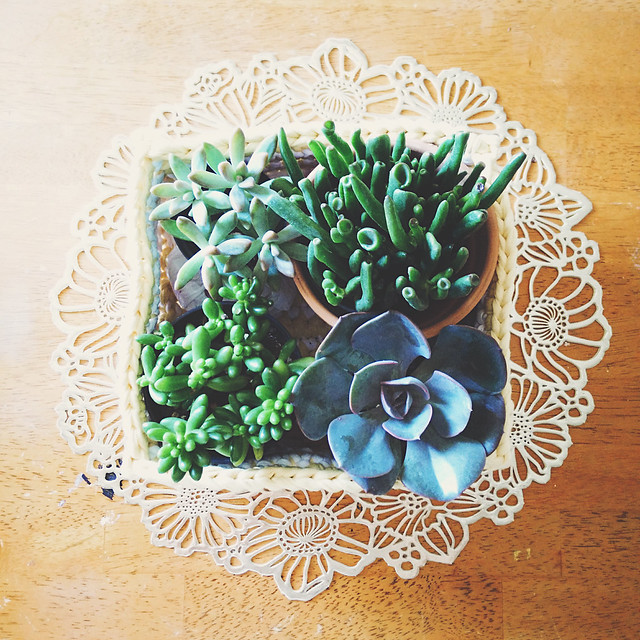 basket of succulents