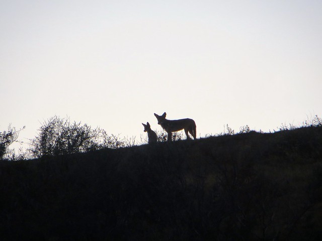 coyote pup with papa on the ridge