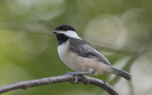 Black-capped Chickadee--fledging day!