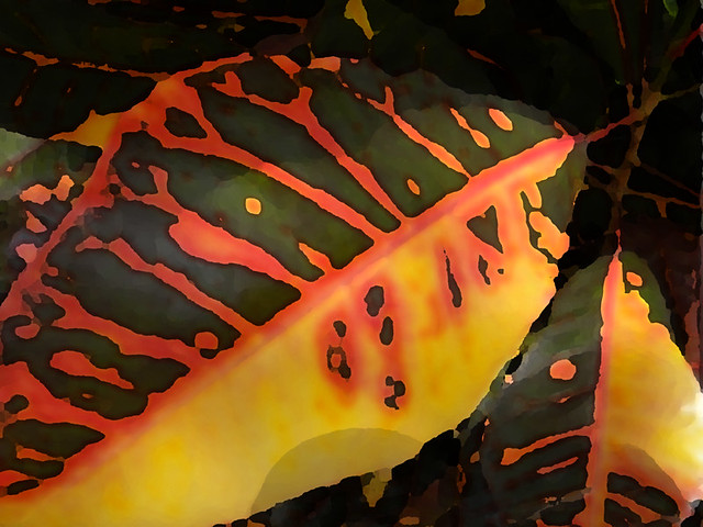 Multi-coloured spotted Croton leaf