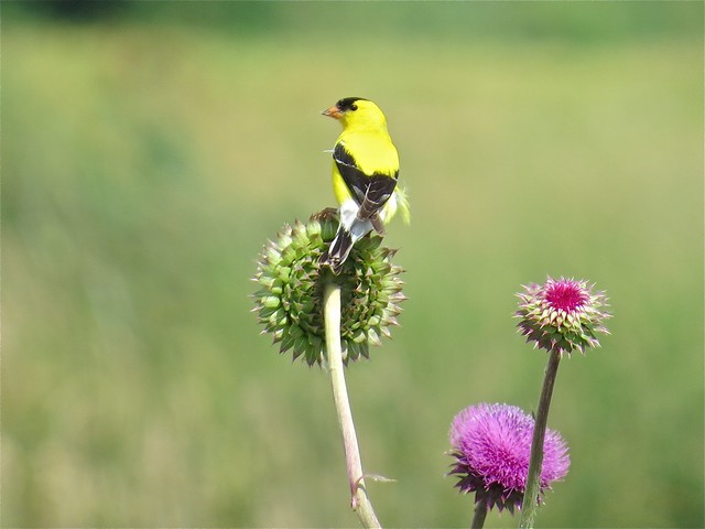 American Goldfinch at Emiquon the Nature Conservancy in Fulton County, IL 01