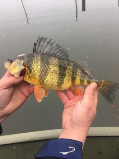 Photo of A nice sized yellow perch catch.