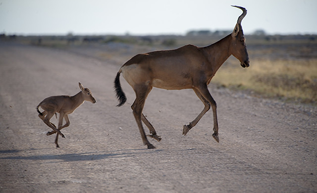 NAMIBIA & KRUGER por libre: 21 días Very WILD - Blogs de Africa Sur - Parque Nacional ETOSHA (35)