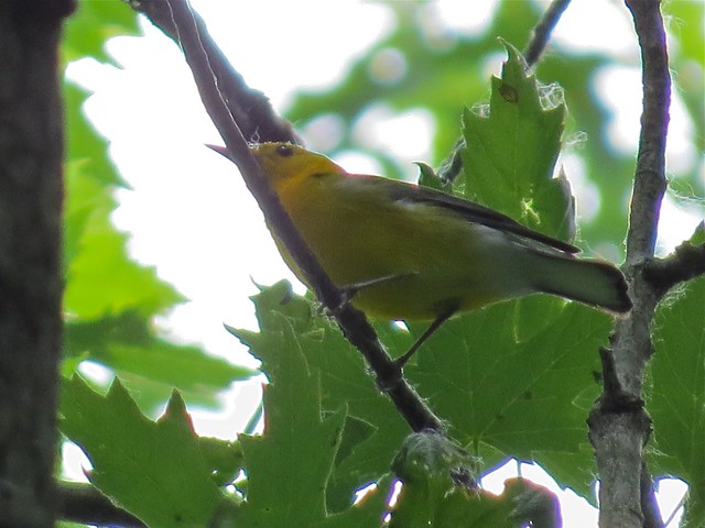Prothonotary Warbler on Bellrose Island in Havana, IL 02