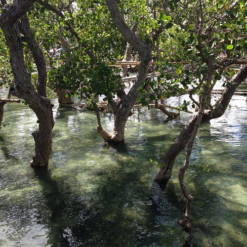 Mangroves in #SuyacIsland #Sagay #philippines #paradise