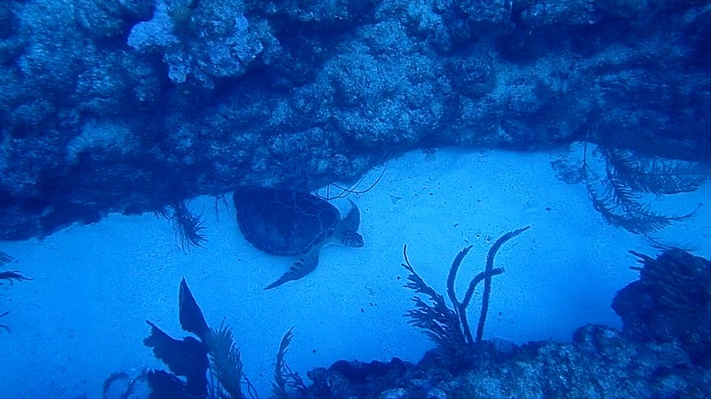 Scuba Dive Belize