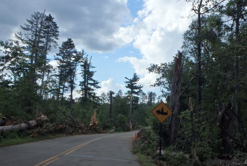 view from the passenger seat on the road through a pine forest, with broken trees on both sides