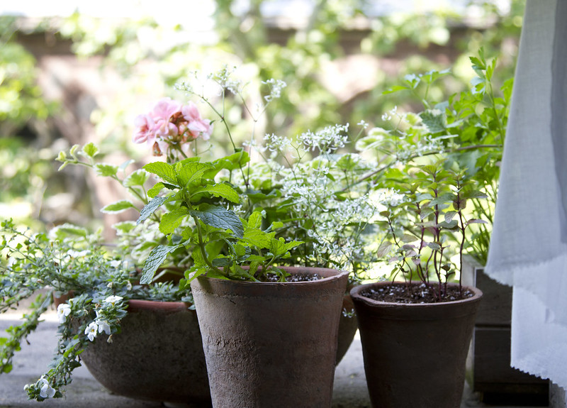 tiny garden: june update | reading my tea leaves