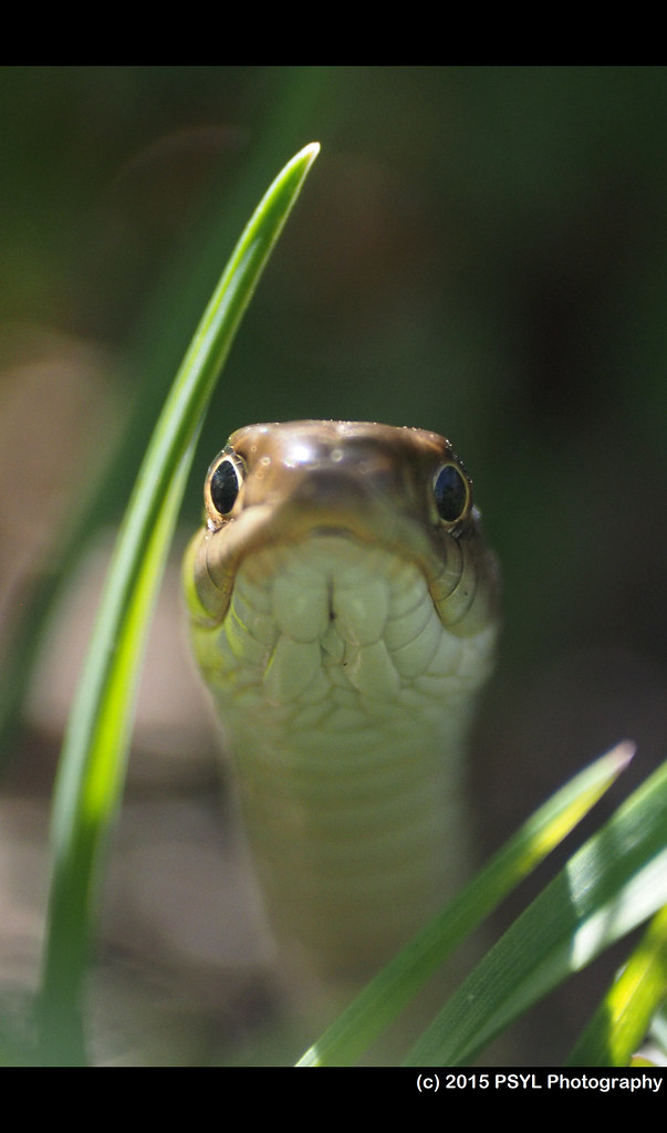 Western Terrestrial Garter Snake (Thamnophis elegans)