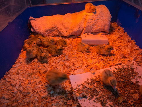 One day old quails