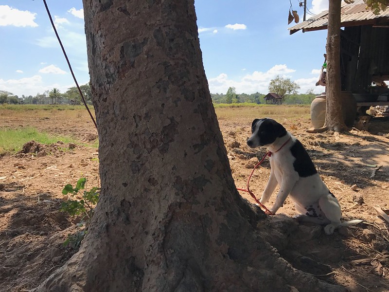 dog in the rice farm, growing with the soil