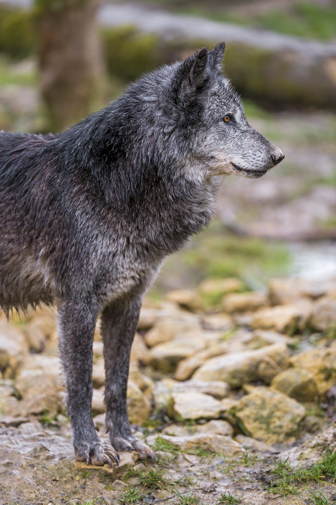 Profile of a timberwolf standing