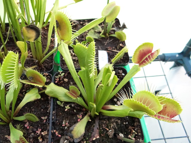 Dionaea muscipula 'Fang'