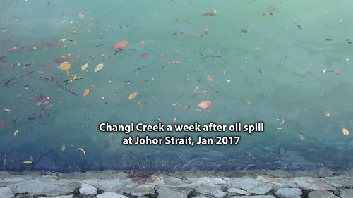 Changi Creek  after oil spill in Johor Strait, Jan 2017