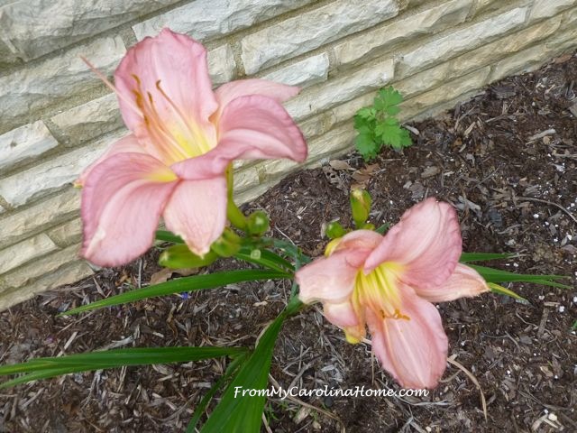 Day Lily June 2015 peach