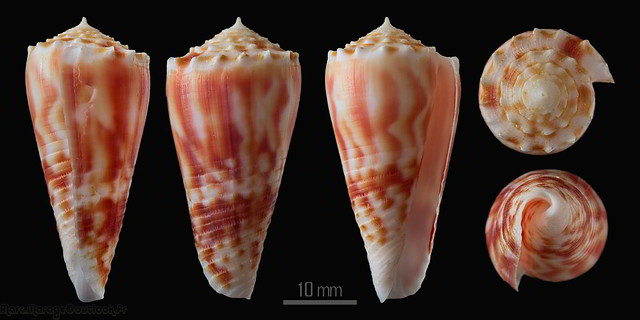Conus (Phasmoconus) merleti  (Mayissian, 1974) voir Conus (Phasmoconus) moluccensis - Page 3 32625327376_be85e49e8a_z
