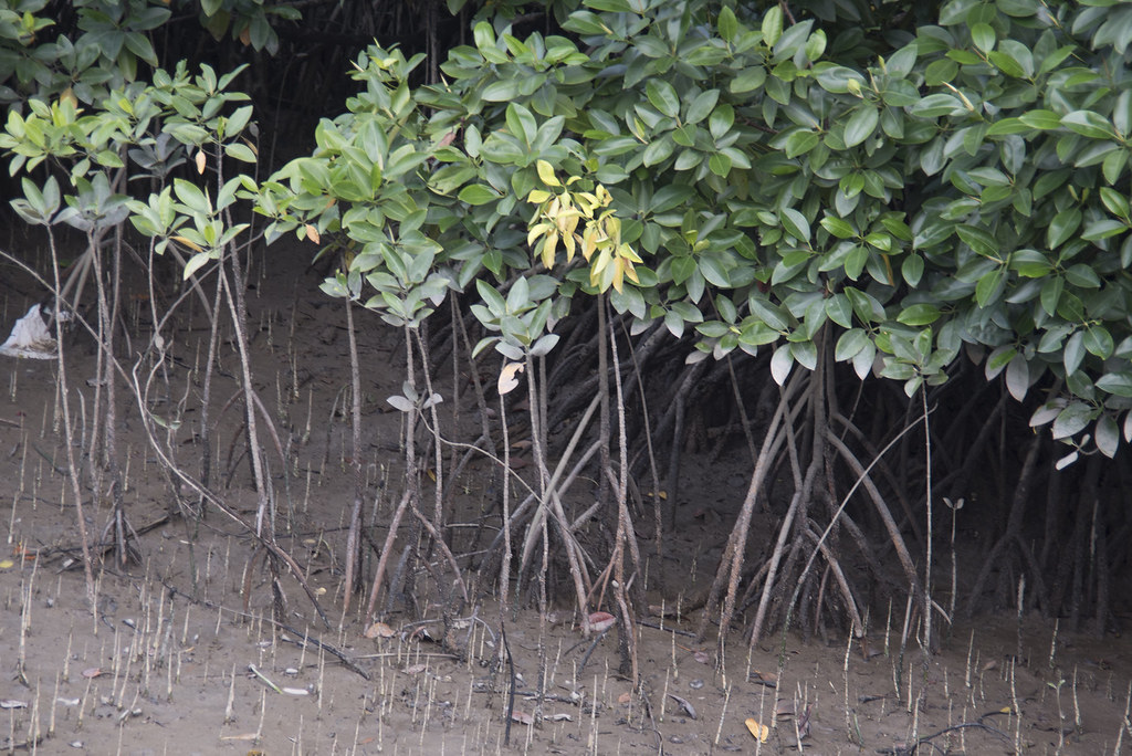 Changi Creek mangroves, sapling with yellowing leaves