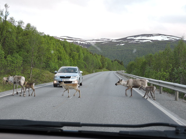 Reindeers on road
