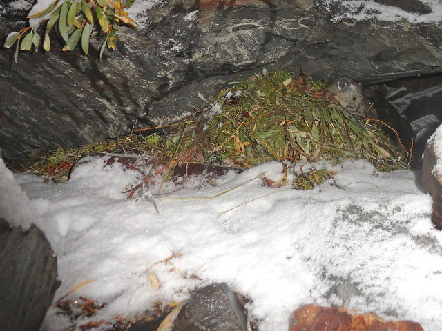 pika on haypile bed in snow