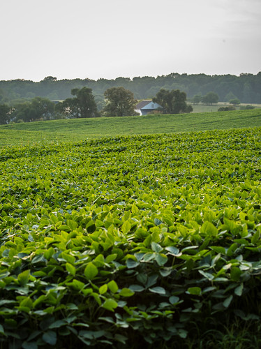 Soybeans grow on a family farm in Virginia