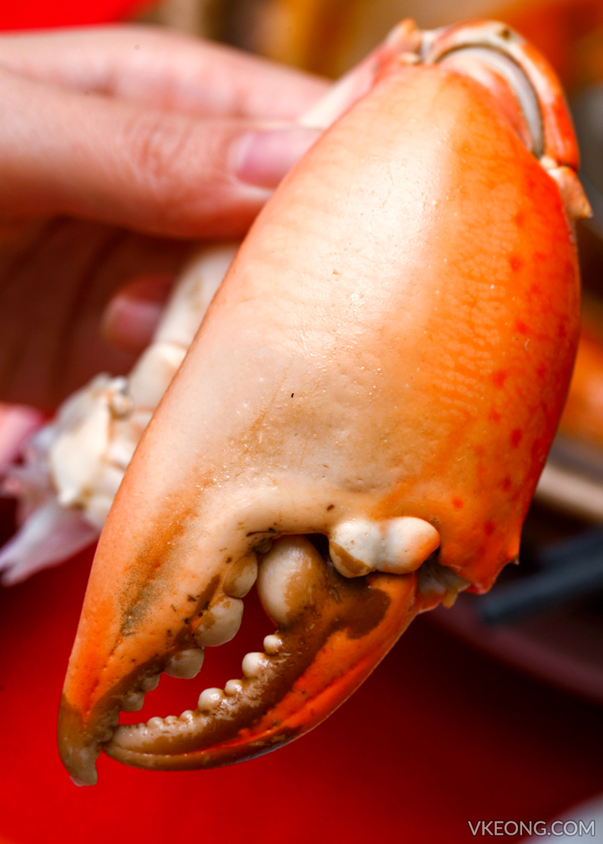 Huge Crab Claw