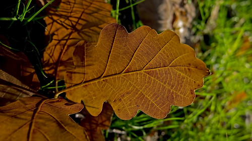 Autumn colors on plant - #m43turkiye