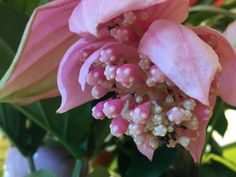 Medinilla Magnifica