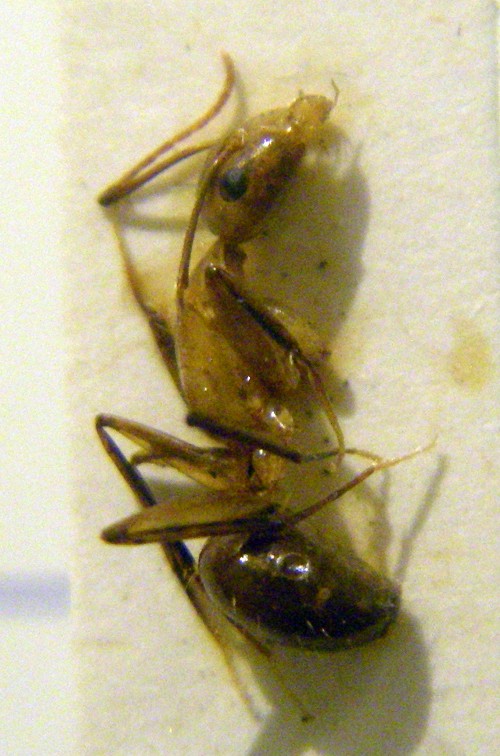 Camponotus atlantis 18310209305_0770830f54_o