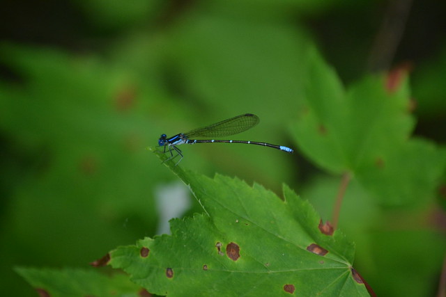 Dragonflies can been seen on trials along the lake - at Bear Creek Lake State Park, Virginia