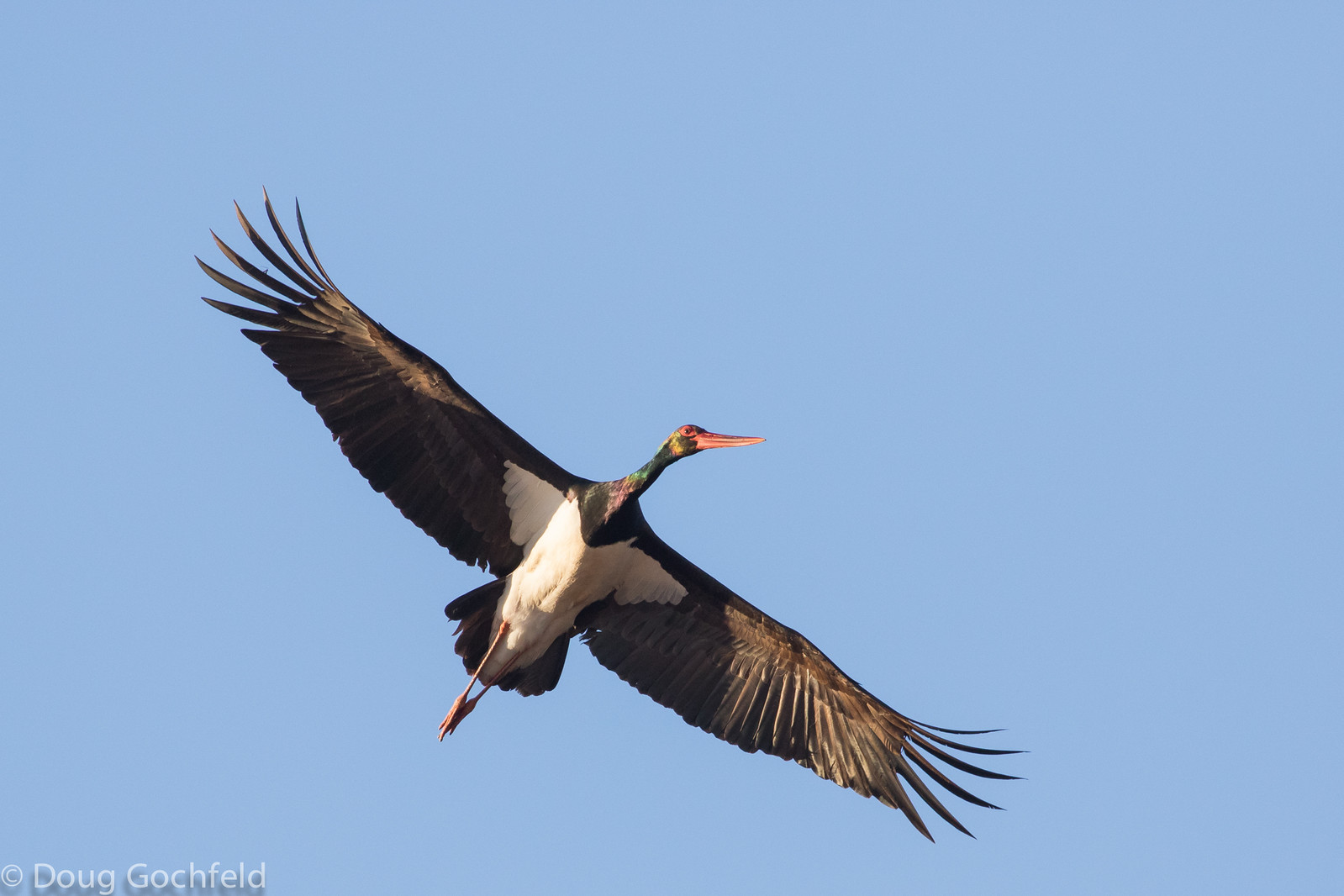 Black Stork in Flight