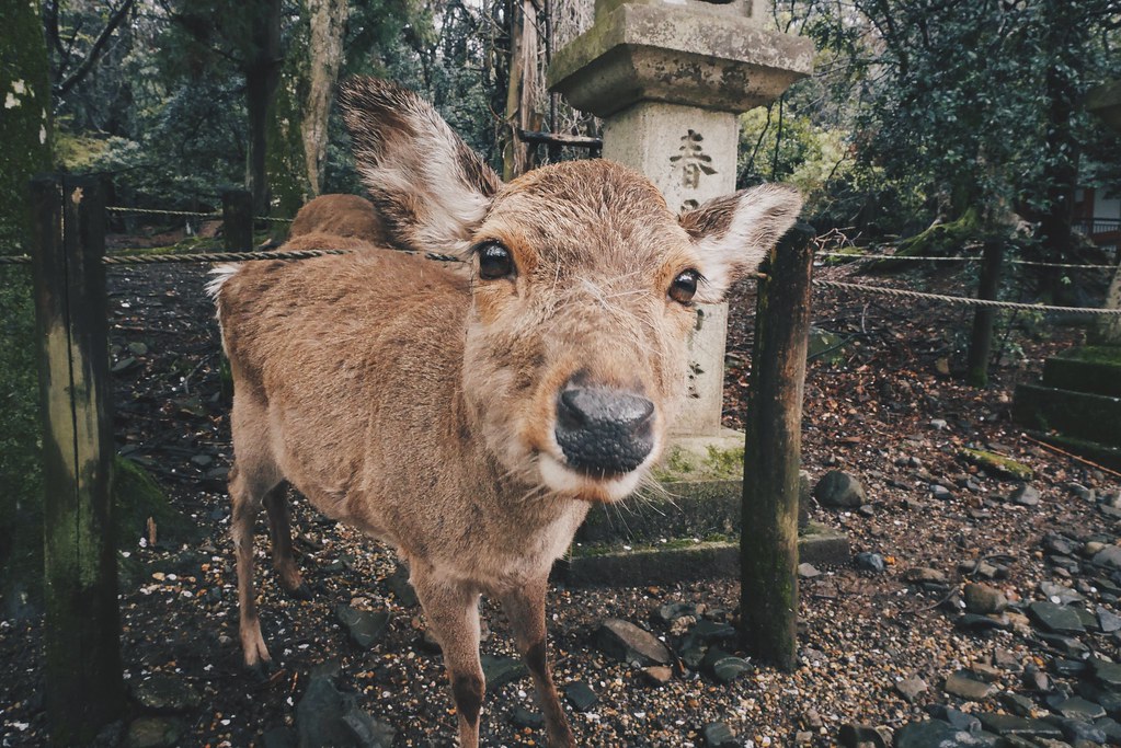 Cerf Sika à Nara, Japon 19676533033_701a6eb8f9_b