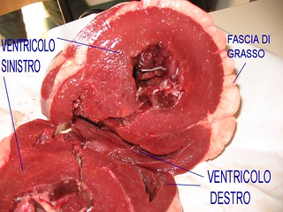 cuore bovino, sezione trasversale ventricoli