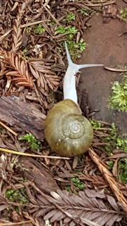 Very cool snail in the forest