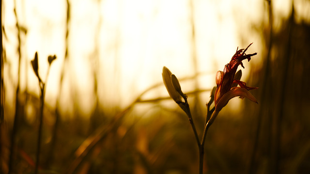 20150707_02_Sunset flower by SIGMA dp3 Quattro + FT-1201