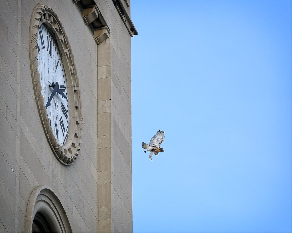 Hawk o-clock
