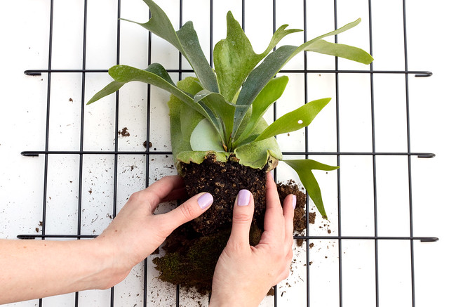 DIY Modern Staghorn Fern | click through for the tutorial and care tips!