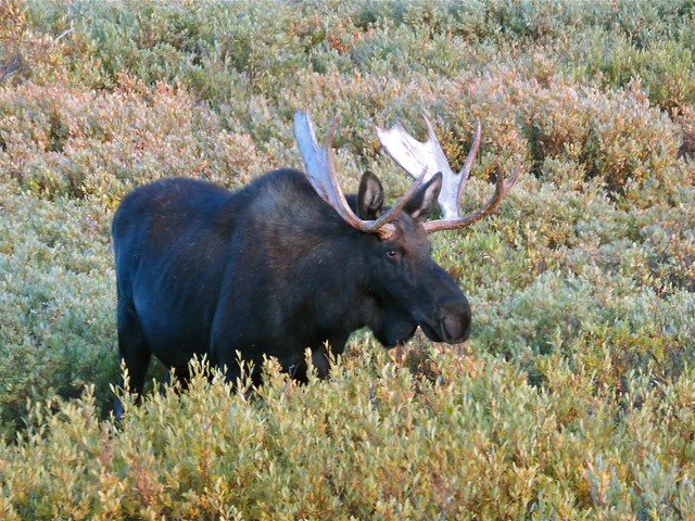 Moose in Sheridan County, WY 10