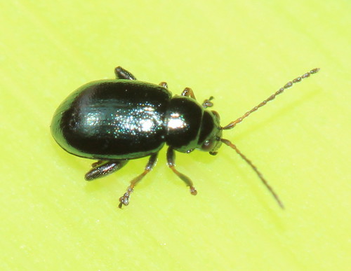 Iris Flea Beetle 7951