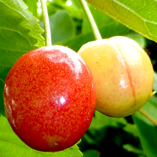 unripe cherries