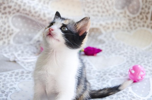 Xana, gatita tricolor calicó monísima muy dulce y juguetona, nacida en Noviembre´16, en adopción. Valencia. ADOPTADA. 32007150346_9584c2e82e