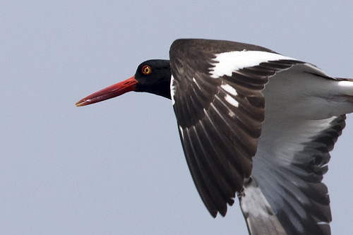 Nickerson Beach, NY: American Oystercatcher Close-up