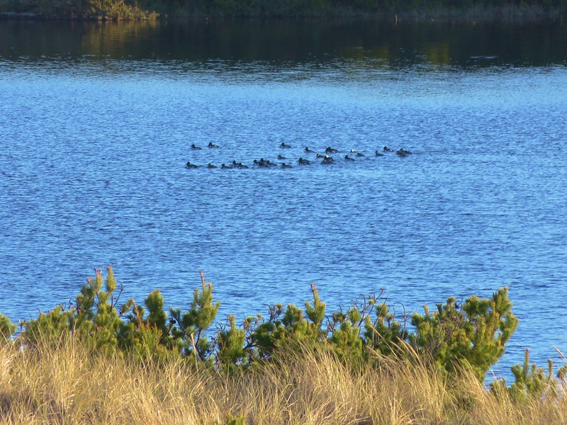 Ducks on Sutton Creek