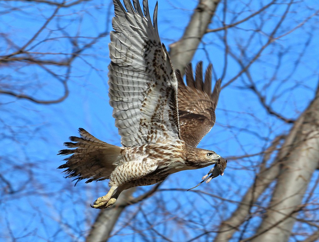 Red-tail with mouse
