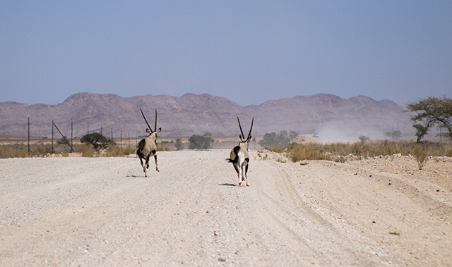 Desierto del Namib - NAMIBIA & KRUGER por libre: 21 días Very WILD (10)