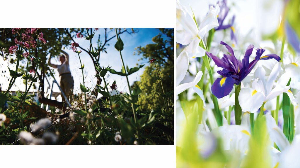 loccitane iris blanc collage02