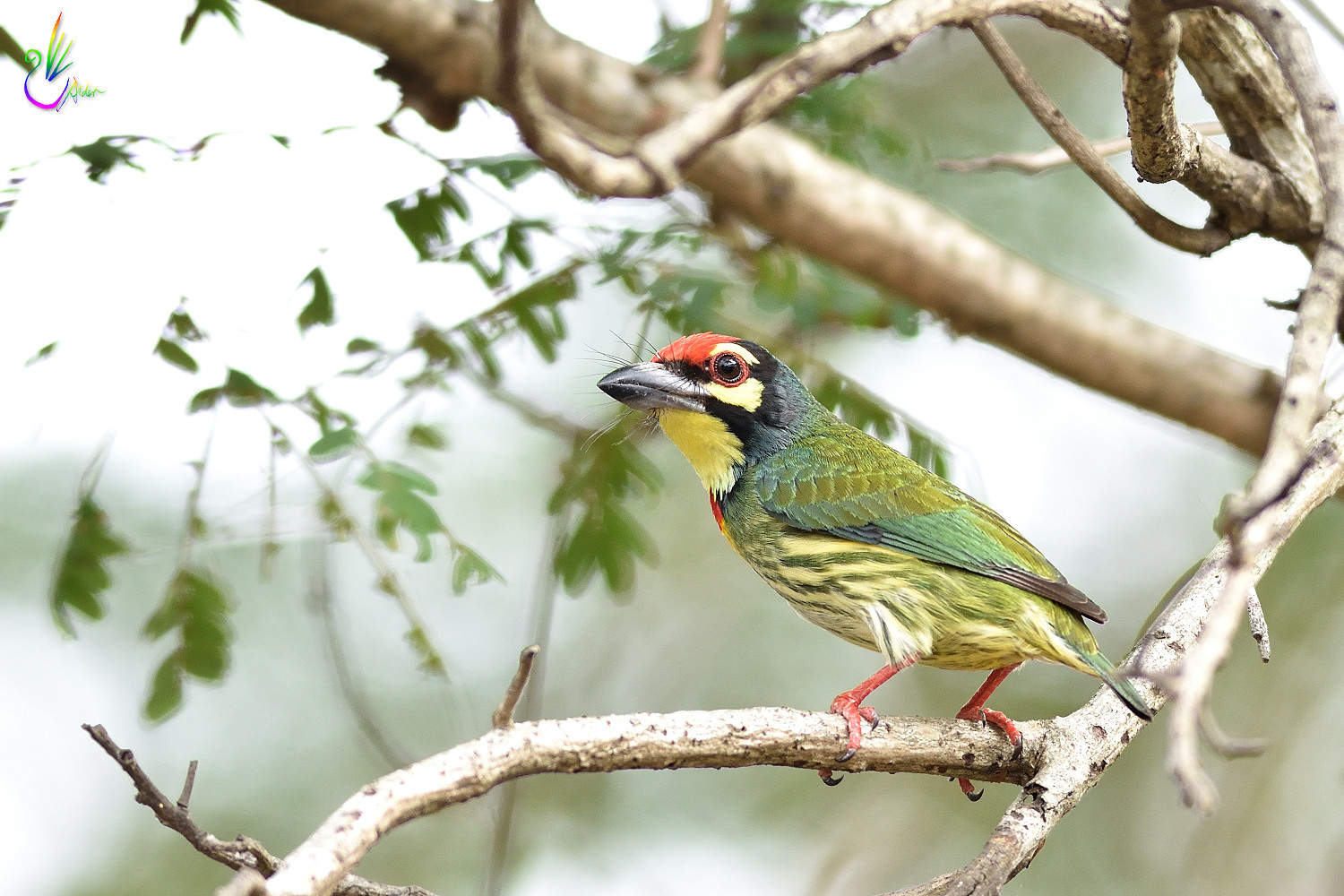 赤胸啄木鸟,鸟网